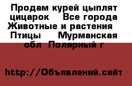 Продам курей цыплят,цицарок. - Все города Животные и растения » Птицы   . Мурманская обл.,Полярный г.